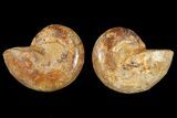 Cut & Polished Agatized Ammonite Fossil- Jurassic #131632-1